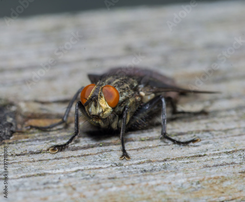 Housefly close up Macro shot. The housefly is a fly of the suborder Cyclorrhapha, and has spread all over the world as a commensal of humans. It is the most common fly species found photo