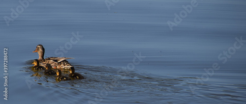 Ducks Family in the Netherlads