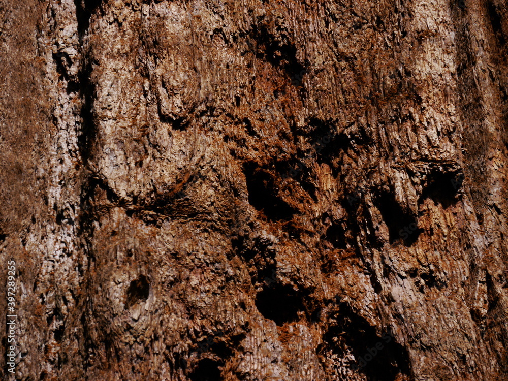 Bark of a Giant Sequoia Tree, Sequoia National Park, California Bark of a Giant Sequoia Tree, Sequoia National Park, California