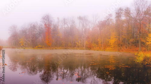 Strange beautiful forest with fog in autumn 