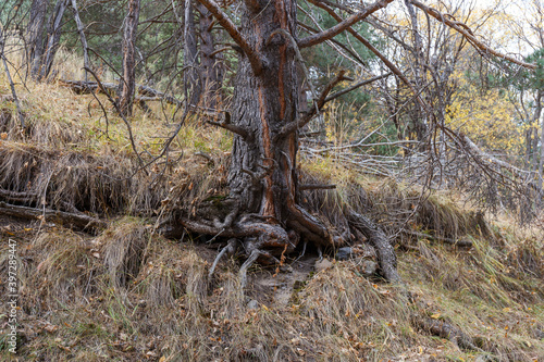 Obraz na plátně Tenacious trees
