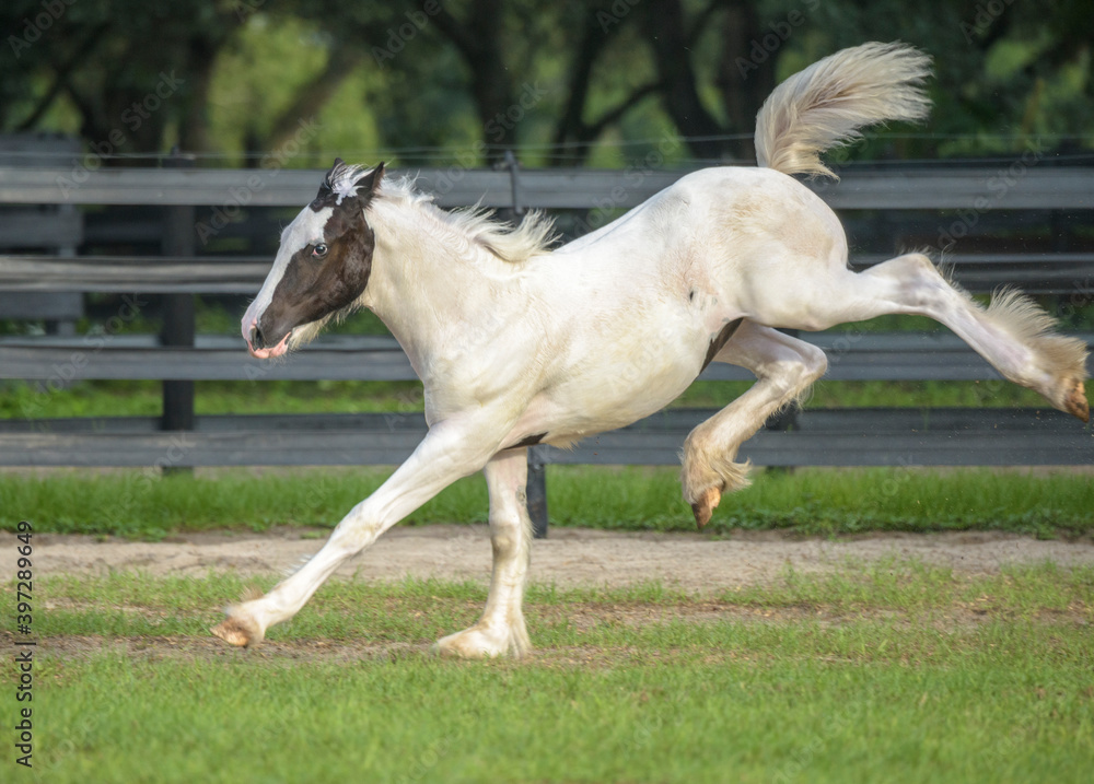 Gypsy horse foal runs and bucks 
