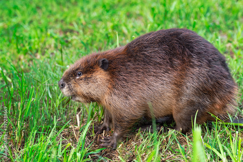 Adult Beaver (Castor canadensis) Sits on Grass Looking Left Summer