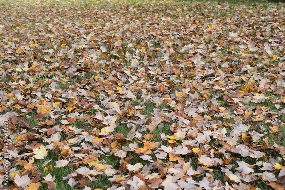 Autumn Falling Leaves Background