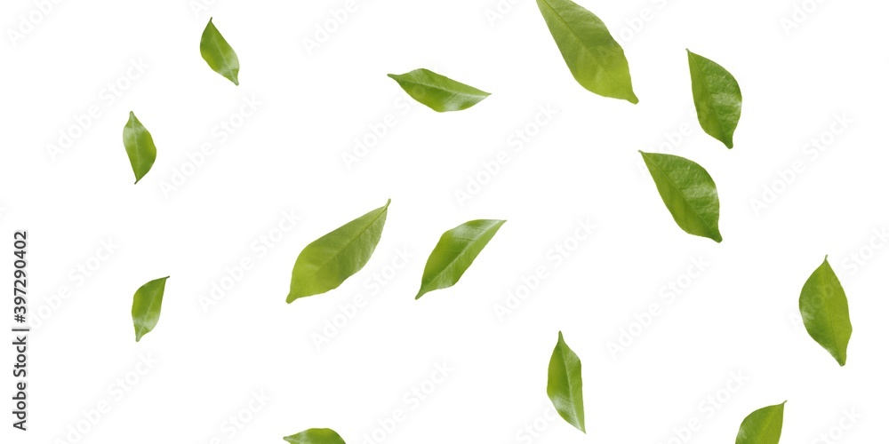 Green Tree leaves Stock Image In White Background Green Tree leaves Stock Image In White Background