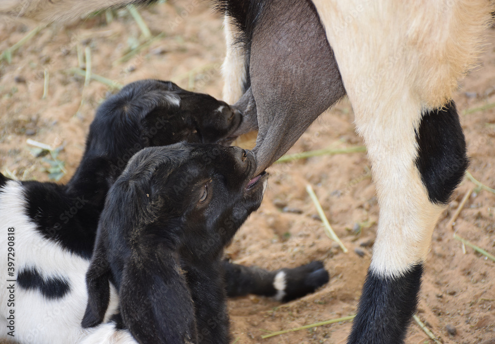 Close up of Baby goats drinking their mother milk Close up of Baby goats drinking their mother milk