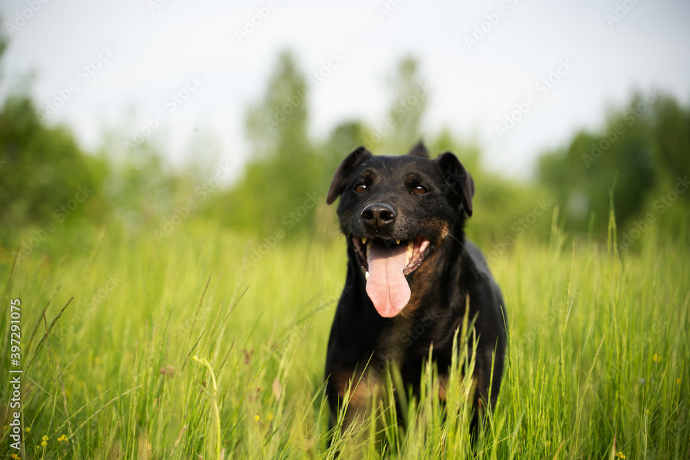 hunting Terrier playing on the grass