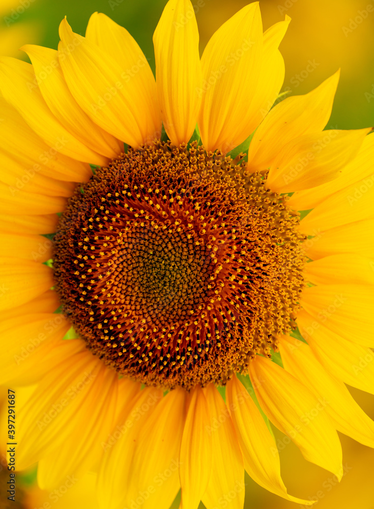 Sunflower blooming close-up photo Sunflower blooming close-up photo