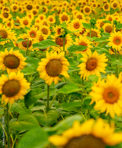 Fototapeta Naklejka Na Ścianę i Meble -  Sunflowers blooming in the field