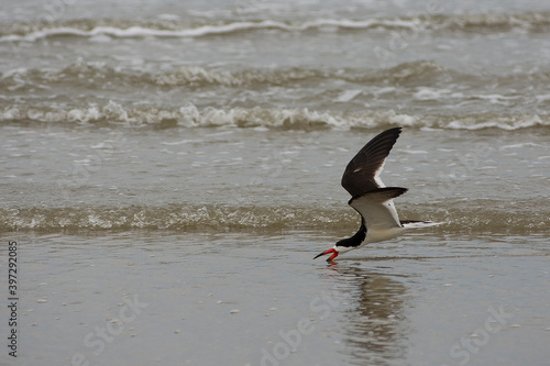 Black skimmer bird fishing on Galveston Beach, Texas