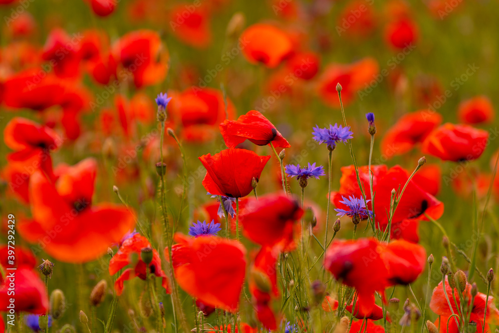 Poppy flowers field at sunset or sunrise Poppy flowers field at sunset or sunrise