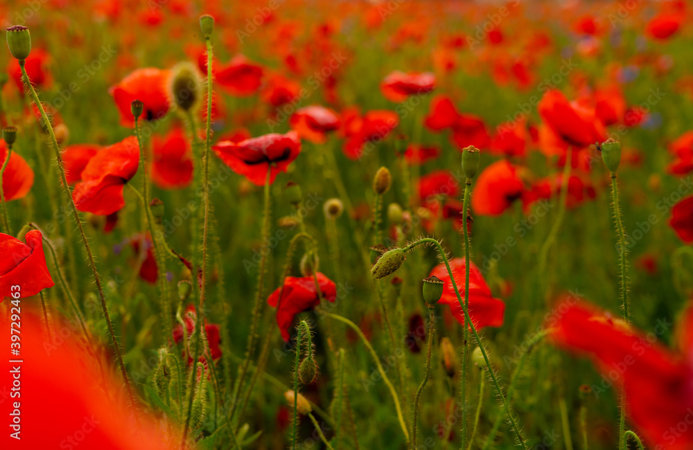 Fototapeta premium Poppy flowers field at sunset or sunrise