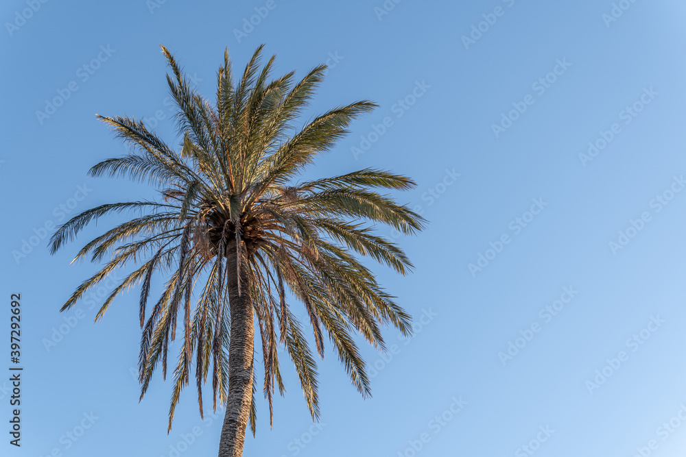 Fototapeta premium Date palm (Phoenix dactylifera) seen from below