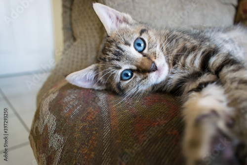 Gato ojos azules