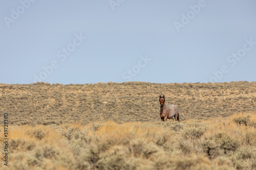 Wild Horse Stallion in the Red Desert Wyoming in Autumn