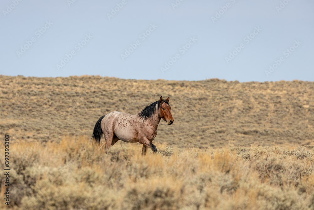 Wild Horse Stallion in the Red Desert Wyoming in Autumn Wild Horse Stallion in the Red Desert Wyoming in Autumn