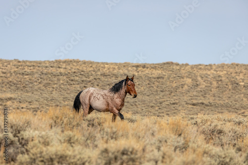 Wild Horse Stallion in the Red Desert Wyoming in Autumn