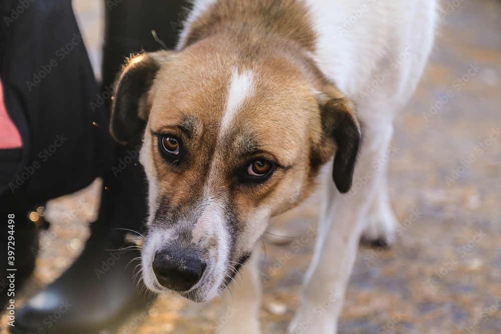 Cute homeless animals in the street Cute homeless animals in the street