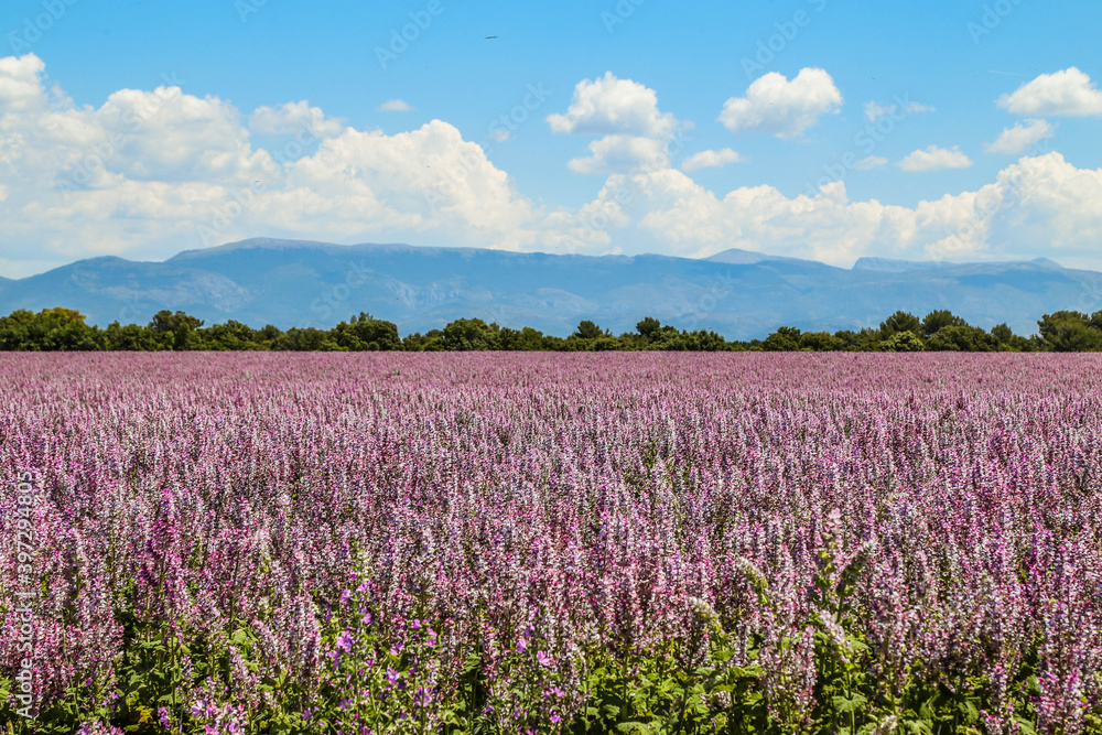 Colorful summer landscape with a great beauty Colorful summer landscape with a great beauty