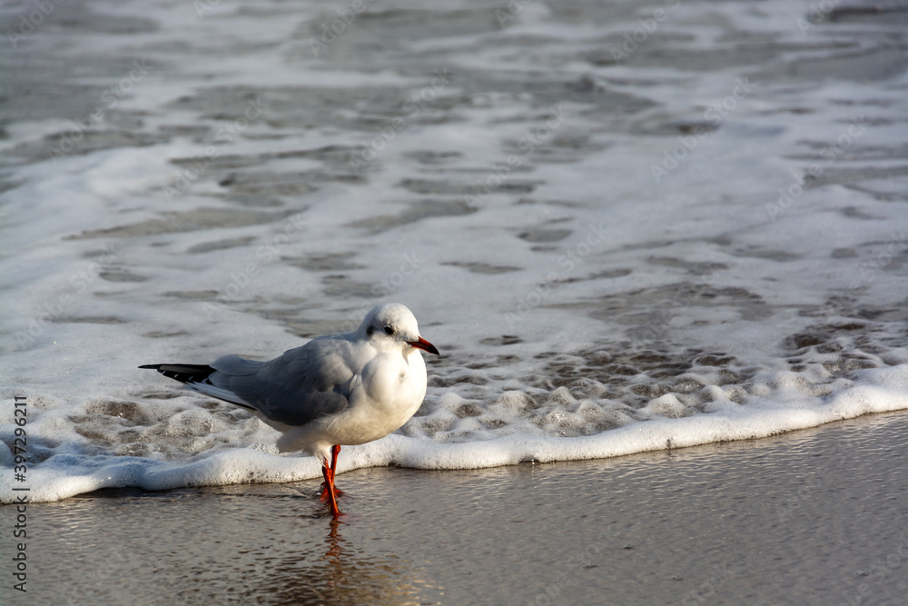 Möwe an der Ostseeküste, Deutschland Möwe an der Ostseeküste, Deutschland