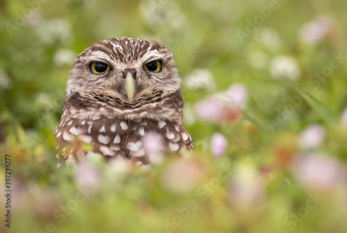 Burrowing Owl in Florida 