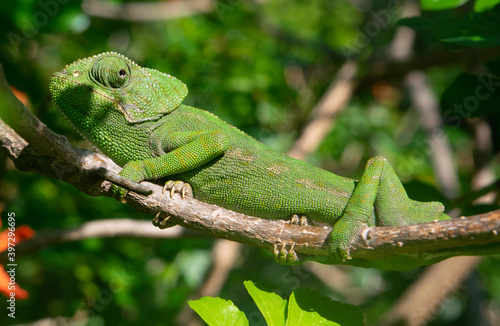 Chameleon climbing on a branch using camouflage for not to be seen in a tree in south Spain