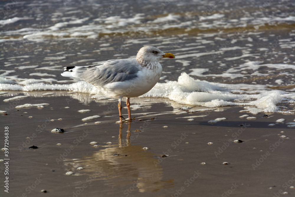 Möwe an der Ostseeküste, Deutschland Möwe an der Ostseeküste, Deutschland