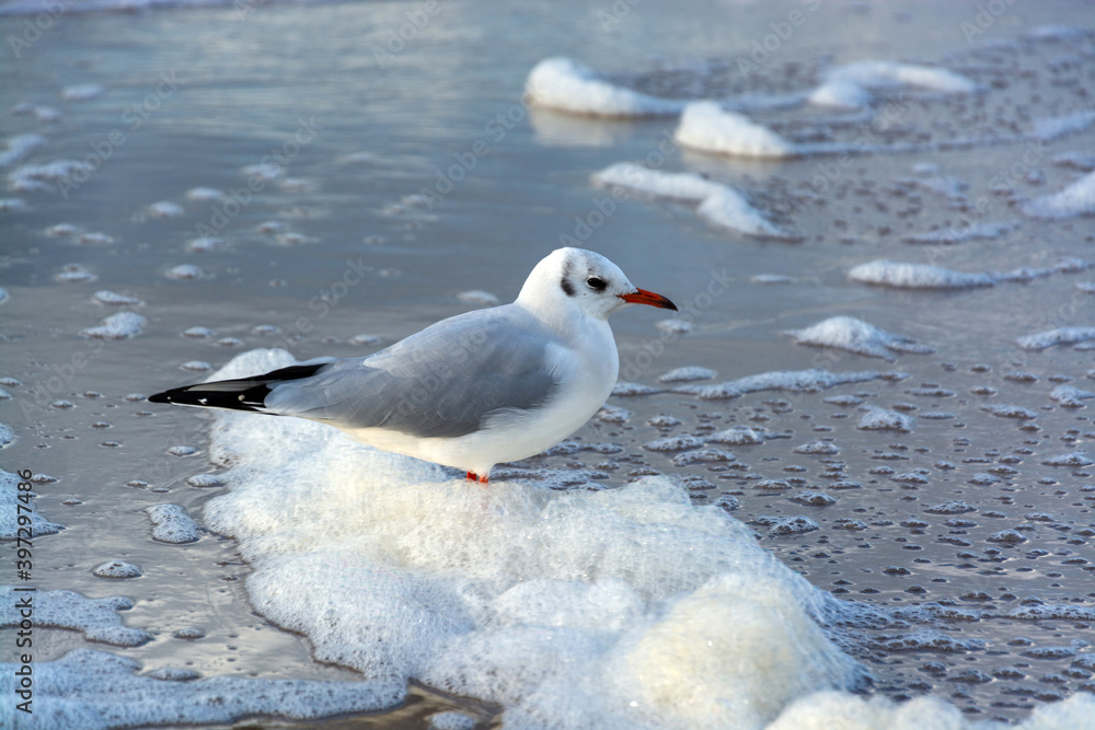 Fototapeta premium Möwe an der Ostseeküste, Deutschland