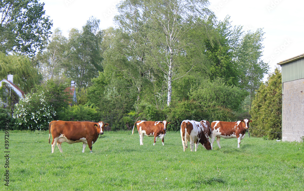 a herd of beautitul brown cows is grazing in a green meadow with trees in the dutch countryside