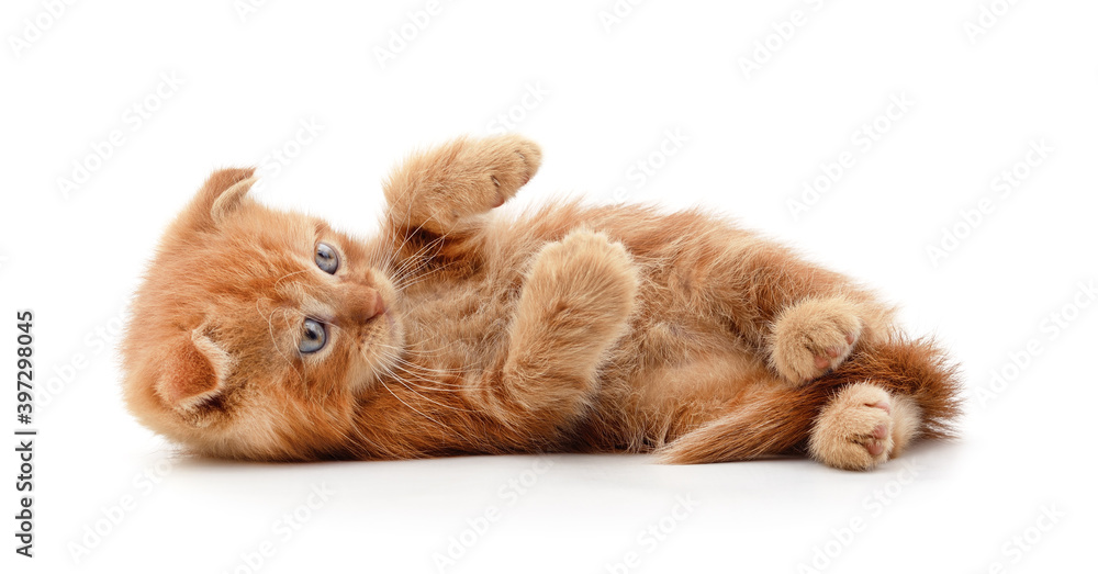 Fototapeta premium Little red kitten .