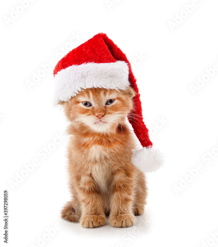 Cat in a Christmas hat. © ANASTASIIA