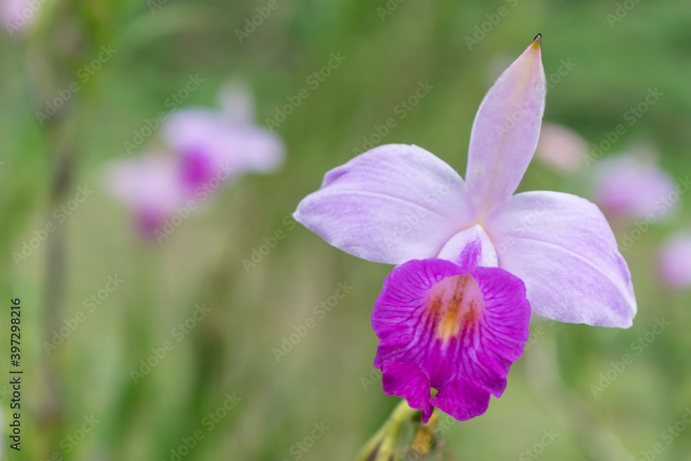 Orquidea