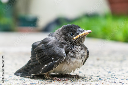 Canvastavla Pichon gorrión