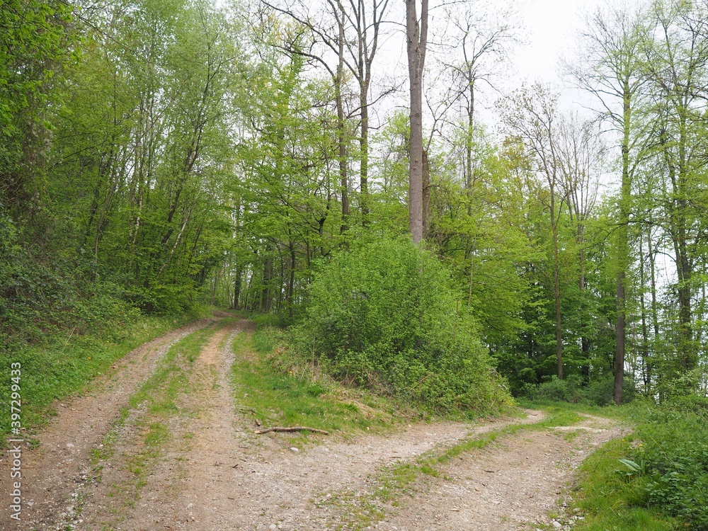 Nordic walking - Forststraße und Waldluft laden zum Wandern ein Nordic walking - Forststraße und Waldluft laden zum Wandern ein