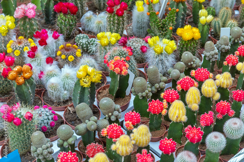 Canvas Print Cactus Florist Amsterdam