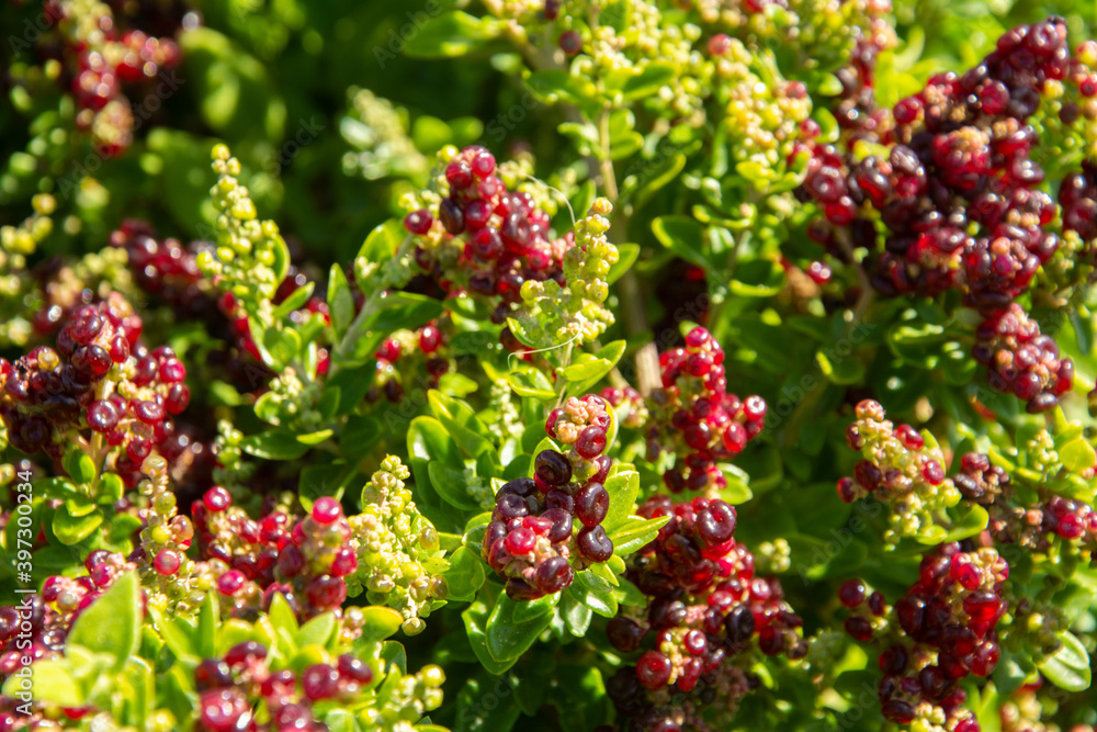 Native Australian plant called Chenopodium candolleanum (Syn. Rhagodia candolleana), commonly known as seaberry saltbush on the Cape Woolamai, Phillip Island, Victoria, Australia Native Australian plant called Chenopodium candolleanum (Syn. Rhagodia candolleana), commonly known as seaberry saltbush on the Cape Woolamai, Phillip Island, Victoria, Australia