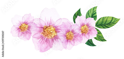 Fototapeta Naklejka Na Ścianę i Meble -  Watercolor floral pattern isolated on white background. Four beautiful pink flowers with yellow cores and green strict leaves. Hand drawn illustration of apple blossoms. Decorative element