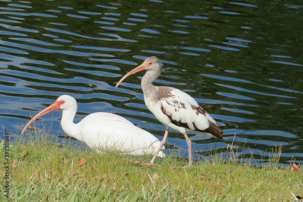 Ibises near the river in Florida nature, closeup Ibises near the river in Florida nature, closeup
