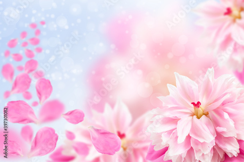 Pink peonies with petals close-up soft focus.