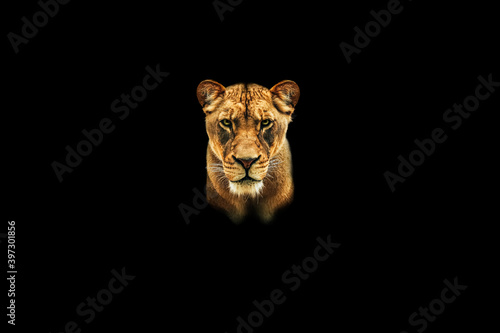 Female lion portrait isolated with bright eyes looking forward with a black background