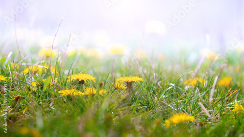 Yellow dandelion flowers in a field among green grass in sunny weather