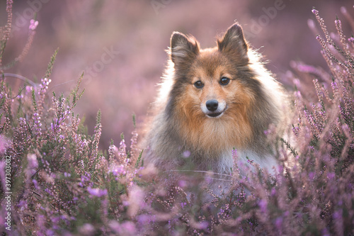 Obraz na plátně Portrait of a cute shetland sheepdog sitting between blooming heather looking aw