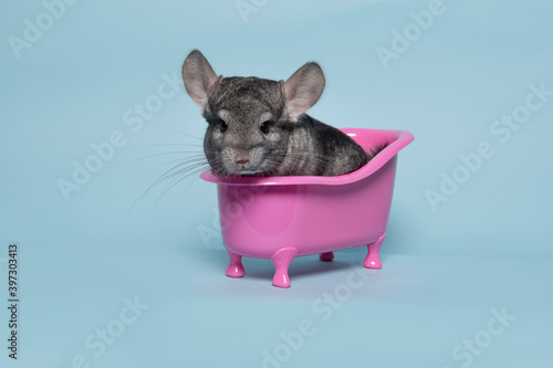 Cute grey chinchilla sitting in a pink bathtub on a blue background