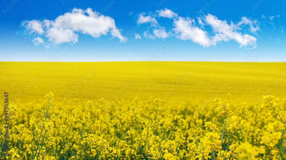 Yellow rapeseed field and blue sky with white clouds Yellow rapeseed field and blue sky with white clouds