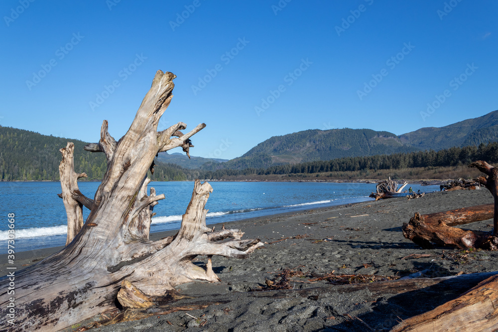 driftwood on the beach at Port Renfrew, British Columbia, Canada driftwood on the beach at Port Renfrew, British Columbia, Canada