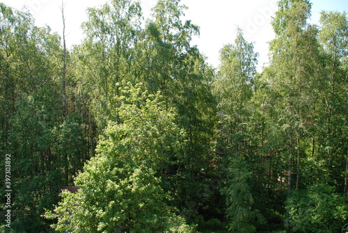 Green mixed forest. Summer day. There are green trees in the bright sun. Trees of different heights. The sky is almost white.