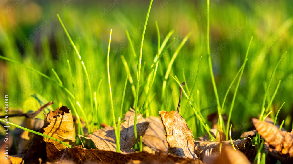 Young fresh grass among dry leaves in early spring Young fresh grass among dry leaves in early spring
