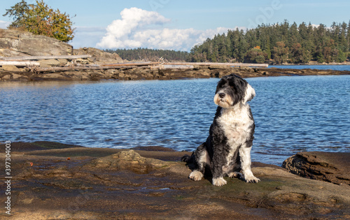 dog on the beach at Drumbeg Provincial Park, British Columbia, Canada photo