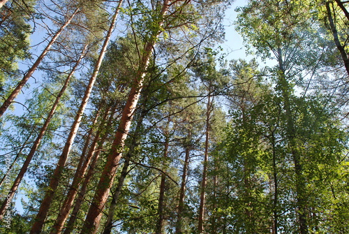Tall straight trunks of pine trees in the forest. Summer sunny day. Pine forest. The long, straight trunks of pine trees extend into the sky. At the top are branches with green needles. Light blue sky