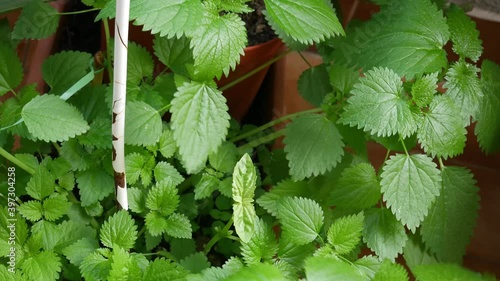 The wind caresses the tender nettle leaves spontaneously born in the terrace vases photo